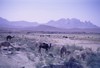 Camels & mountain. Photo: JD.