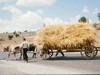 Carts of hay.  Photo: ALS.