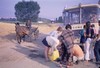 Donkey passes at the roadside.  Photo: JD.