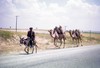 Camels at Ipsala.  Photo: JD.