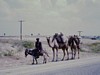 Camels at Ipsala.  Photo: KT.