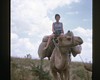 Eileen on a camel.  Photo: GB.