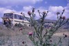 Thistles in Turkey?  Photo: JD.