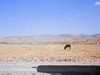 Donkey in a dry field.  Photo: ALS.