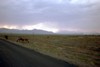 Camels grazing.  Photo: DC.