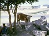 Local child & cow in the shade.  Photo: ALS.