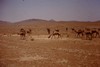 Camels grazing.  Photo: KT.